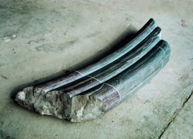 fragment ~ 2006 ~ slivenec limestone ~ 113 cm
